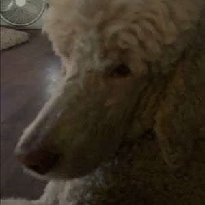 Meet your Posher, Jayne